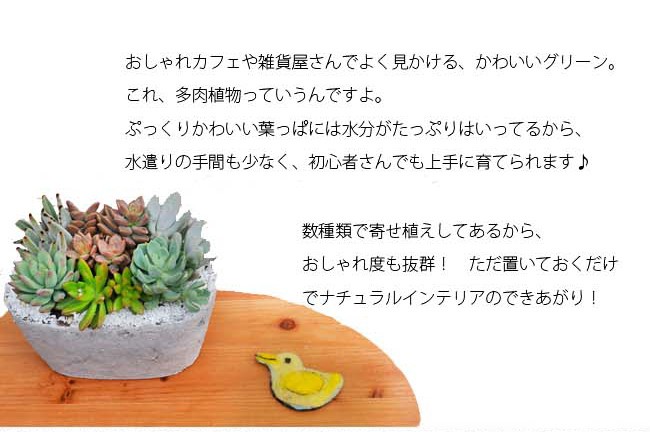 ❣️最終❣️ 多肉植物 ナイトライト　ライト　ホワイト　観賞　ギフト　プレゼント FlowerKitchen サボテン 多肉植物 寄せ植え 即日発送 あすつく