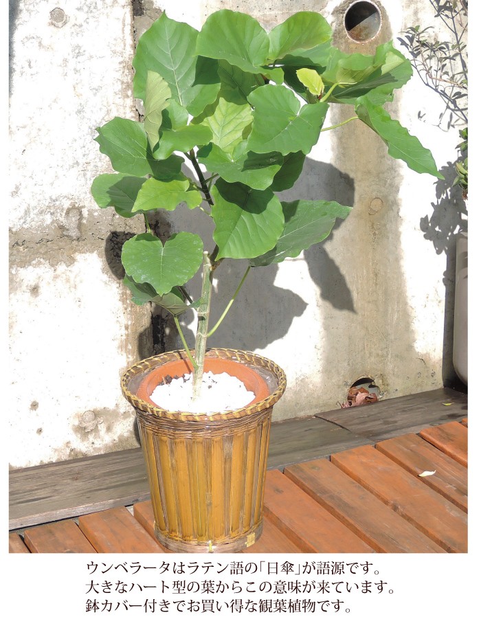 FlowerKitchen ウンベラータ の鉢植え 7号鉢 観葉植物 即日発送 あす