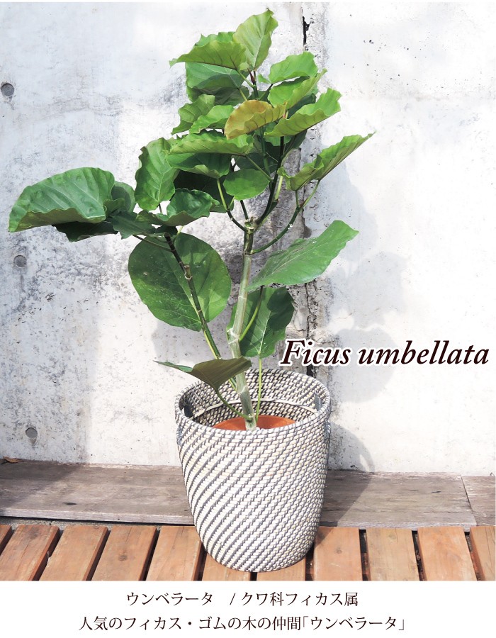 【観葉植物】ウンベラータ 観葉植物 フィカス ウンベラータ 7号 曲り ラスターポット 付き | 観葉