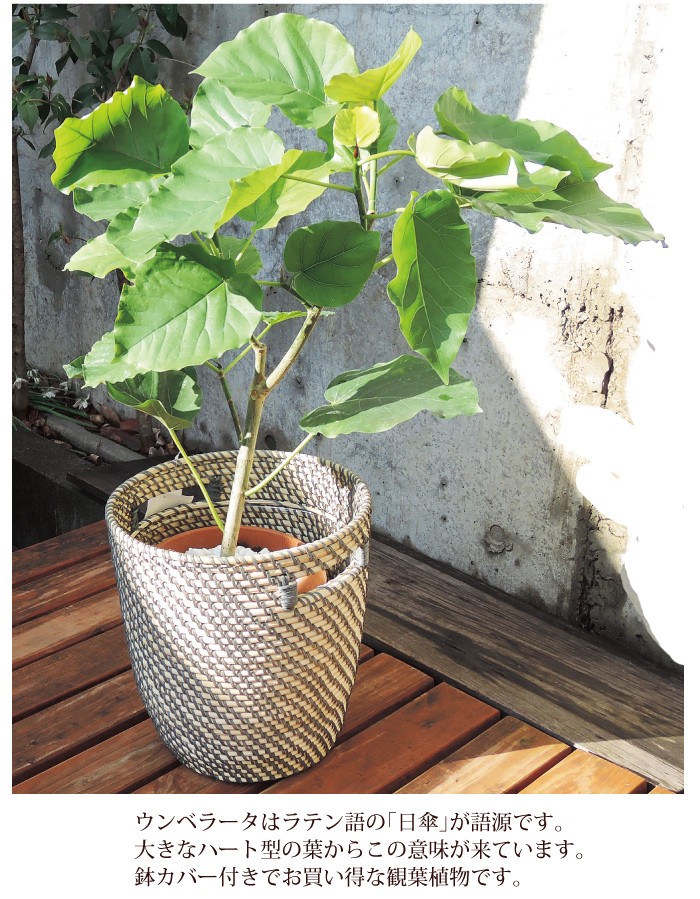 FlowerKitchen ウンベラータ7号 IKEA北欧カゴ 観葉植物 送料無料