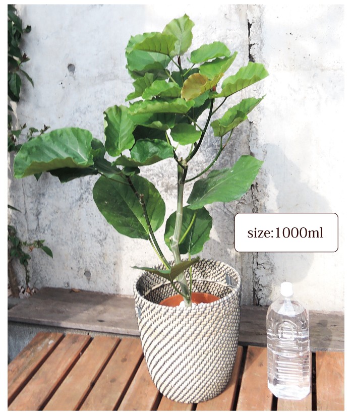 FlowerKitchen ウンベラータ7号 IKEA北欧カゴ 観葉植物 送料無料