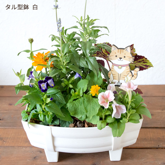 106☆このまま飾って☆癒される☆寄せ植えの鉢花☆ FlowerKitchen 季節のお花の寄せ植え 花苗6種 タル型鉢 プランター
