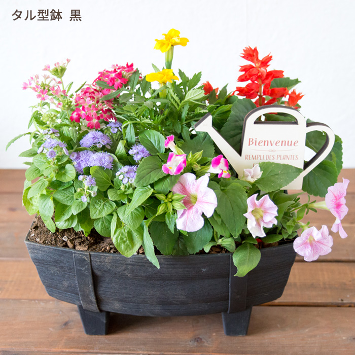 FlowerKitchen 季節のお花の寄せ植え 花苗6種 タル型鉢 プランター