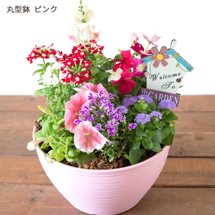 FlowerKitchen 季節のお花の寄せ植え 花苗6種 タル型鉢 プランター