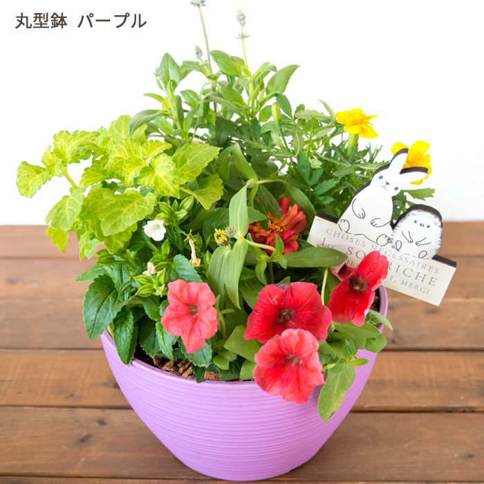 106☆このまま飾って☆癒される☆寄せ植えの鉢花☆ FlowerKitchen 季節のお花の寄せ植え 花苗6種 タル型鉢 プランター