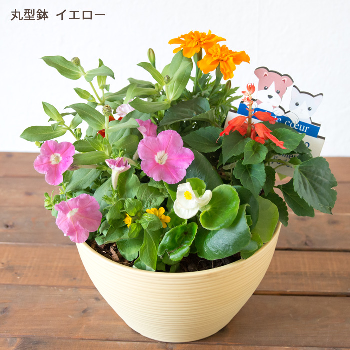 FlowerKitchen 季節のお花の寄せ植え 花苗6種 タル型鉢 プランター