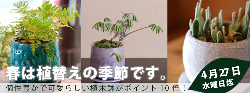 ふらここ植物エアプランツ鉢食器店 - 植木鉢・プランター（園芸雑貨