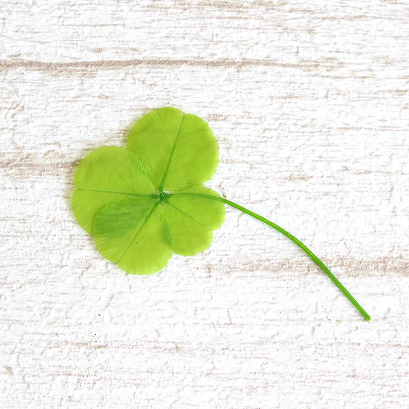 はできませ 四つ葉のクローバー 手作り プレゼント 送料350円ネコポス発送