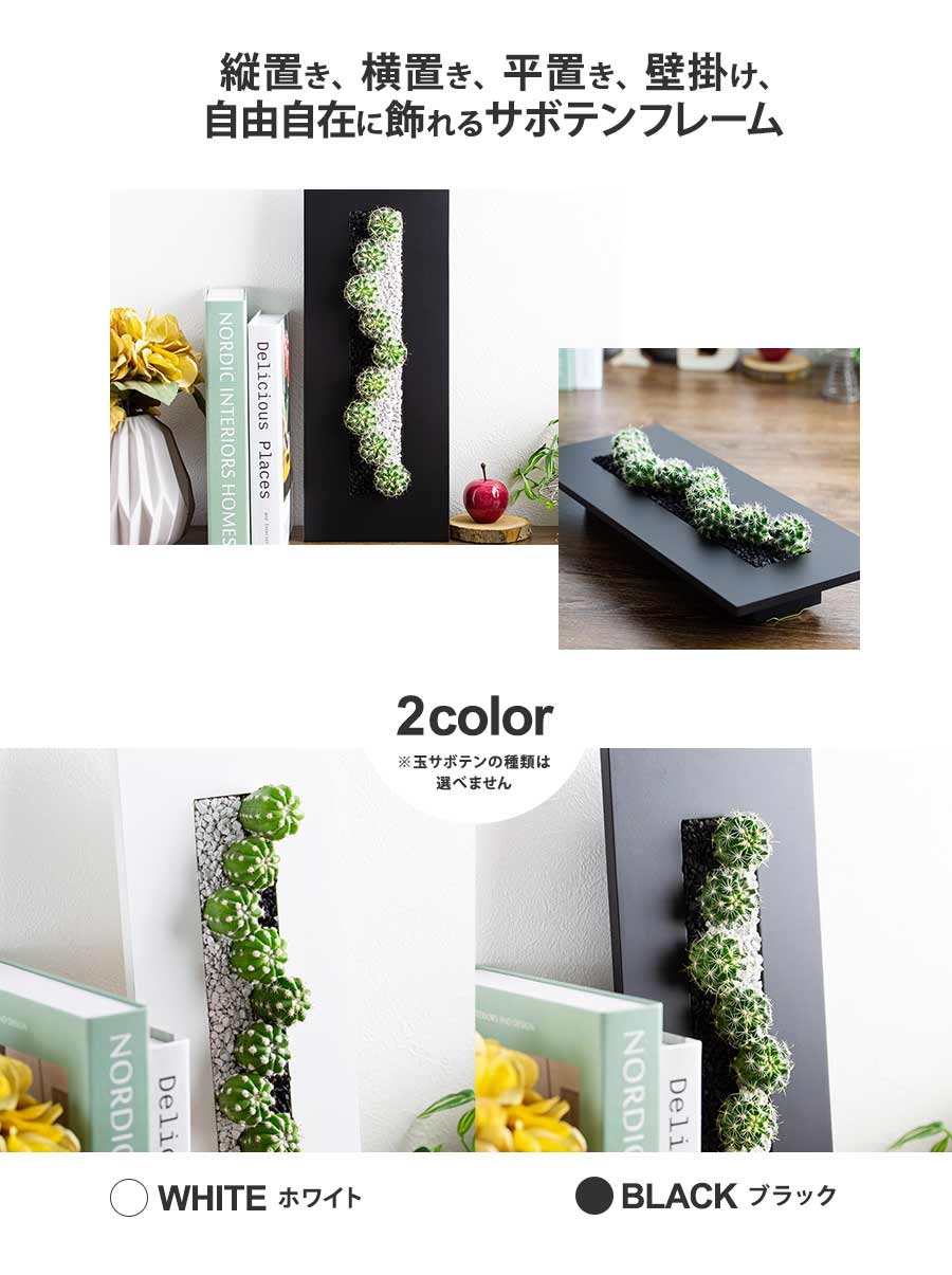 サボテン 寄せ植え 玉サボテン 長方形フレーム 長さ 約40cm : 花と