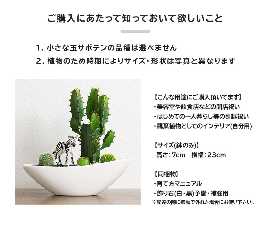 観葉植物 サボテン 寄せ植え 大雲閣 舟形タイプ 選べる動物フィギュア付