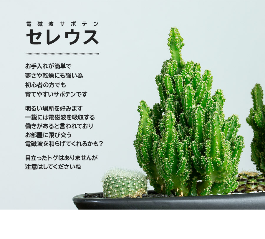 魅力的な 観葉植物 サボテン 多肉植物 寄せ植え セレウス スタッキー 選べる動物フィギュア2体セットタイプ 爆安プライス Www Muslimaidusa Org