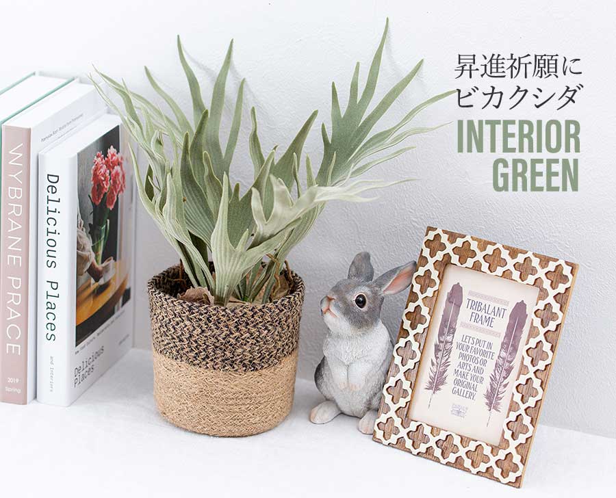 ビカクシダ コウモリラン ファイバー鉢 お皿付き farm-ba960_01.jpg