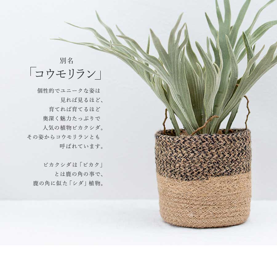 コウモリラン ビカクシダ ポットアレンジ 鉢カバー付 フェイクグリーン