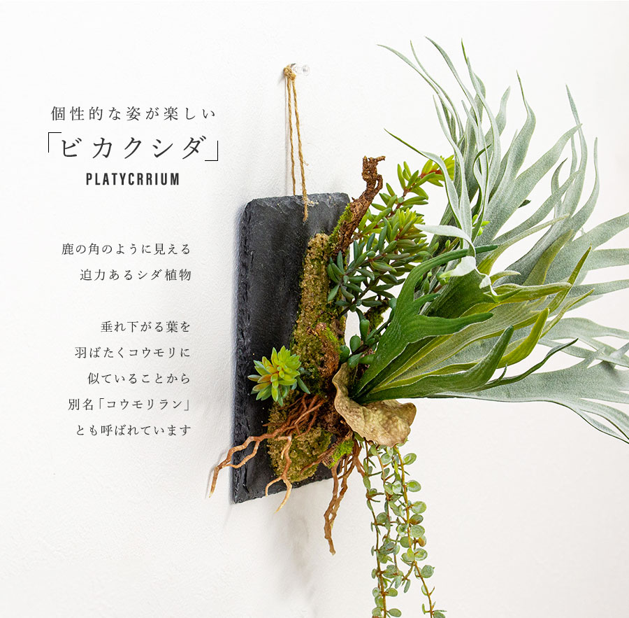 ビカクシダ コウモリラン ハンギング 壁掛け フェイクグリーン : 花と