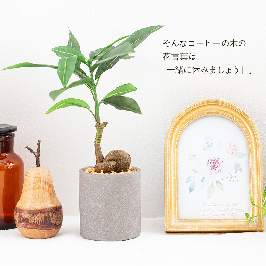 コーヒーの木 セメント風ポット フェイクグリーン : 花とインテリア