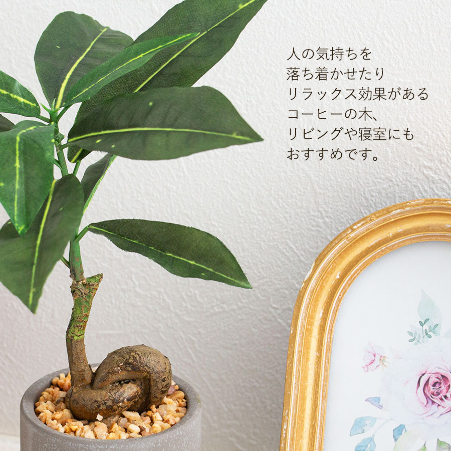 コーヒーの木 セメント風ポット フェイクグリーン : 花とインテリア