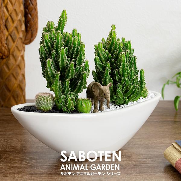 多肉植物 寄せ植え サボテン 舟形大タイプ 選べる動物フィギュア付