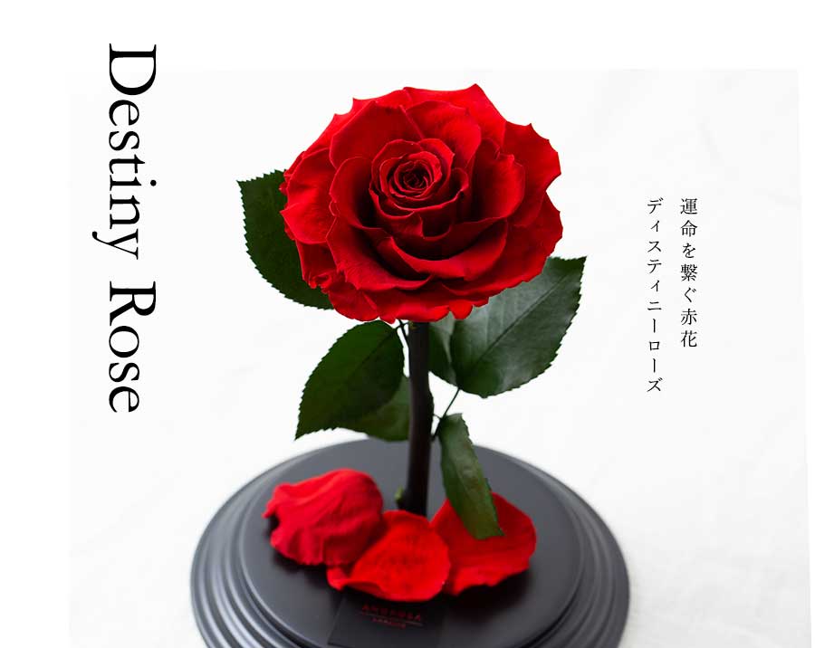 プリザーブドフラワー 運命を繋ぐ赤花 Destiny*Rose 花 ローズ