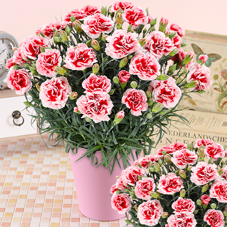 母の日 2026 カーネーション 鉢花 5号 花 ギフト : ふろーりすと花子