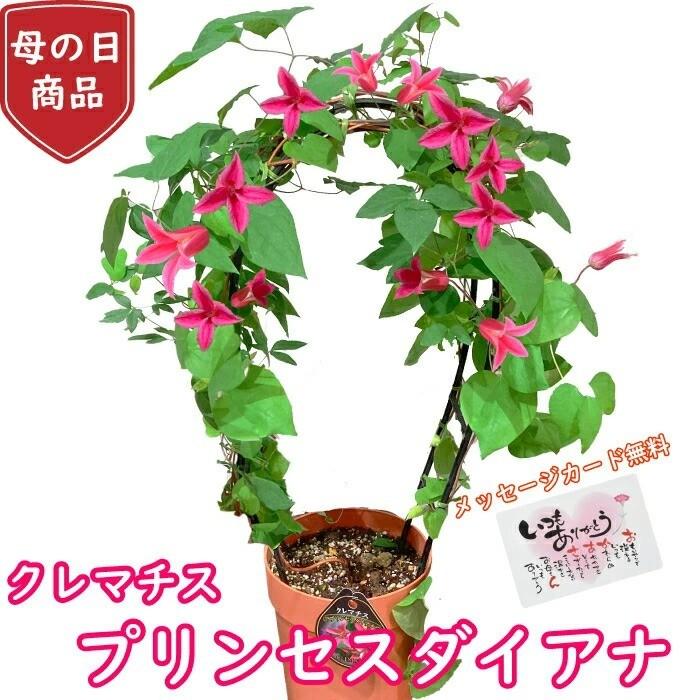 あじさい 紫陽花 アジサイ 5号 5寸 5号鉢 選べる種類 おまかせ 鉢植え