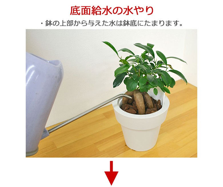 柔らかい 観葉植物 ウンベラータ エバーフレッシュ ガジュマル 底面給水 3鉢セット 5種類 おしゃれ お祝い genchiextreme.com