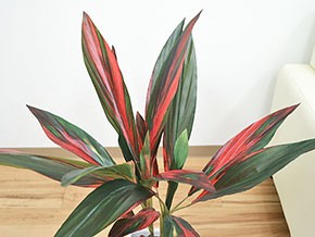 人工観葉植物 赤ドラセナ スクエア陶器鉢 光触媒加工 葉の拡大