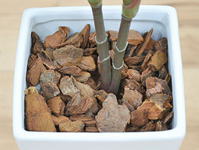 人工観葉植物 赤ドラセナ スクエア陶器鉢 光触媒加工 バークチップの拡大