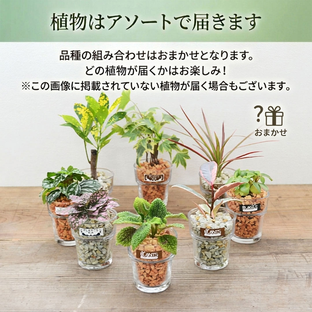 観葉植物 ミニ ハイドロカルチャー 水耕栽培 種類 アソート ガラス 4鉢
