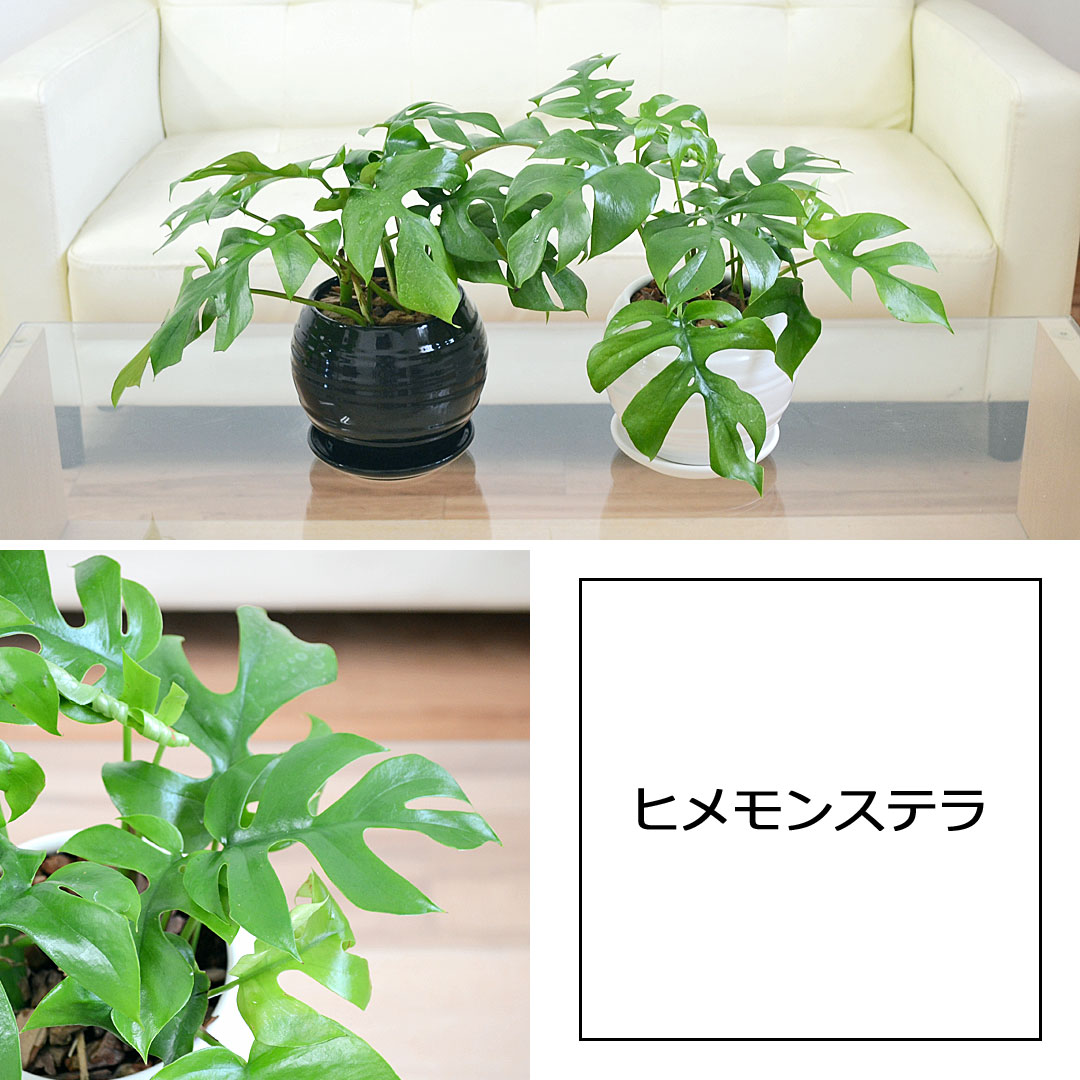 観葉植物 ガジュマル ウンベラータ ヒメモンステラ テーブルヤシ 観葉植物 ガジュマル ウンベラータ ヒメモンステラ テーブルヤシ