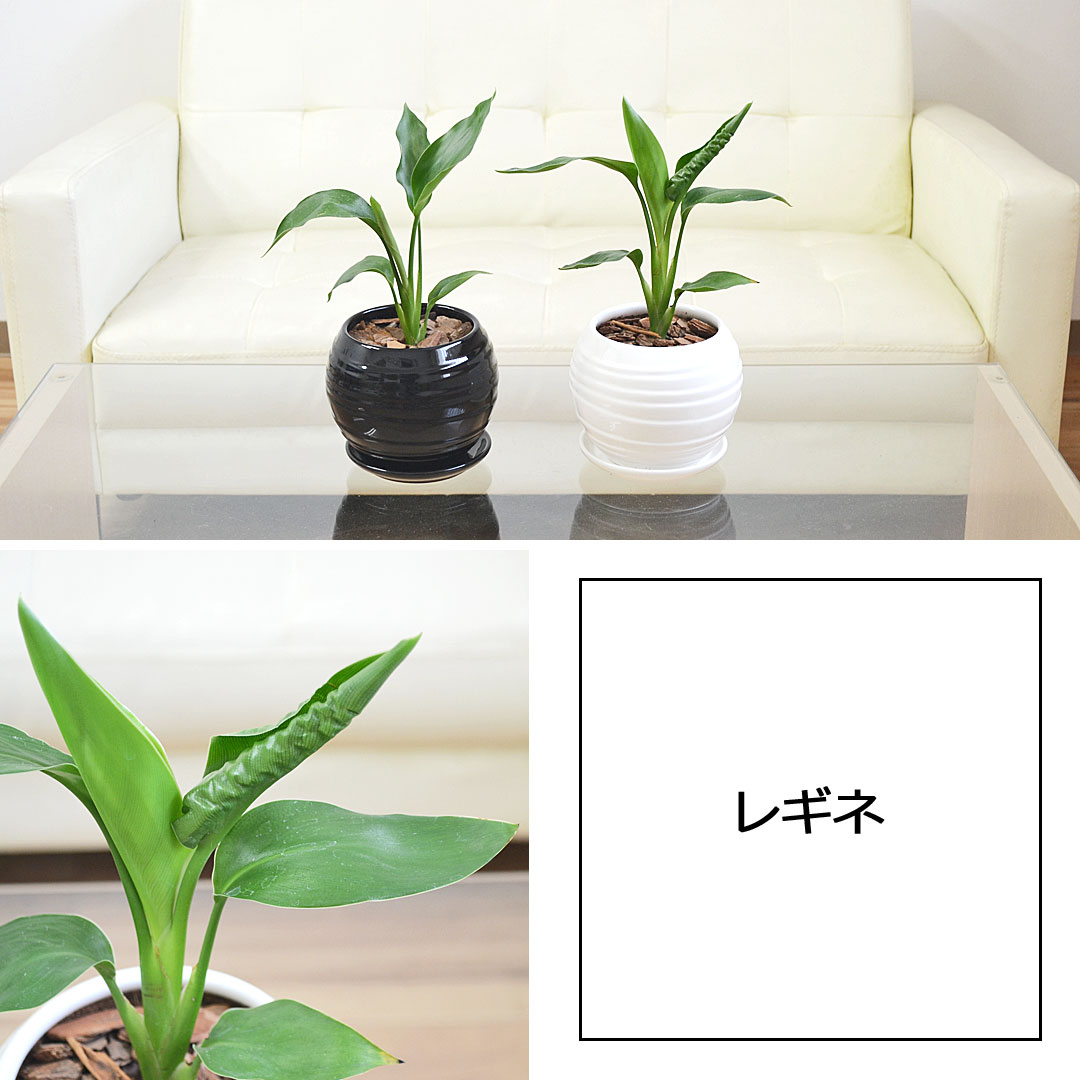 観葉植物 ボール陶器鉢植え レギネ