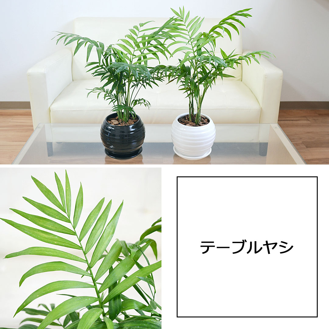 美品】 袋帯 全通 テーブルヤシ モンステラ 観葉植物 着物