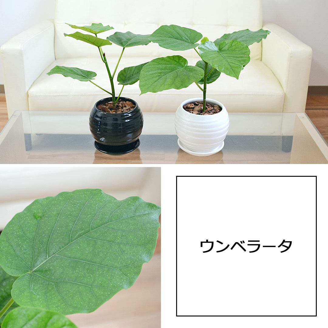 観葉植物 ガジュマル ウンベラータ ヒメモンステラ テーブルヤシ