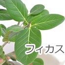 フィカス