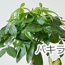 パキラ