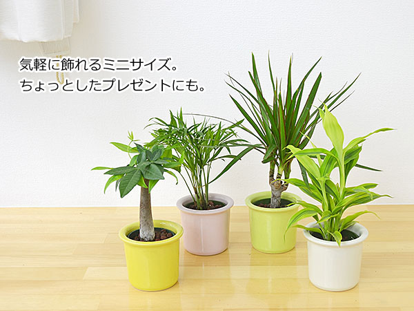 観葉植物ミニ ハイドロカルチャー 3鉢セット ガジュマル パキラ ヤシ ドラセナ サンスベリア おしゃれ お祝い パステルカラー陶器鉢付き Sskan フラワーコーポレーション 通販 Yahoo ショッピング