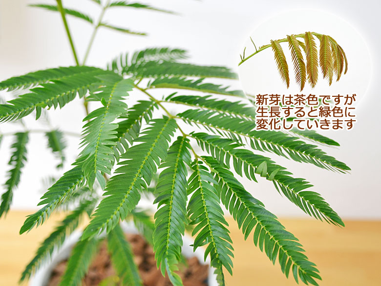 【背高め♥エネルギー高め】エバーフレッシュ ネムノキ 背高め♥エネルギー高め】エバーフレッシュ ネムノキ 楽天市場】観葉