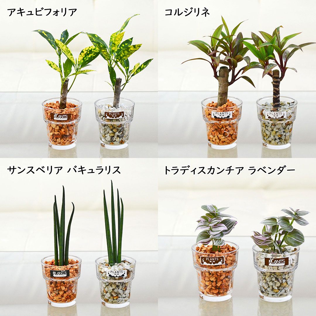 ミニ観葉植物 ハイドロカルチャー ゼオライト 3鉢セット 観葉植物の種類1