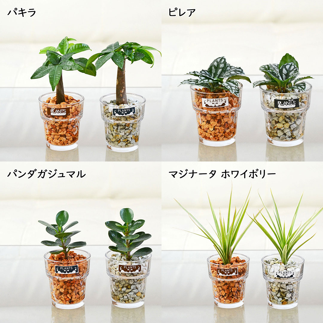 ミニ観葉植物 ハイドロカルチャー ゼオライト 3鉢セット 観葉植物の種類2
