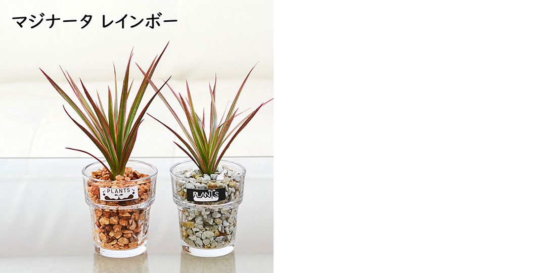 ミニ観葉植物 ハイドロカルチャー ゼオライト 3鉢セット 観葉植物の種類3
