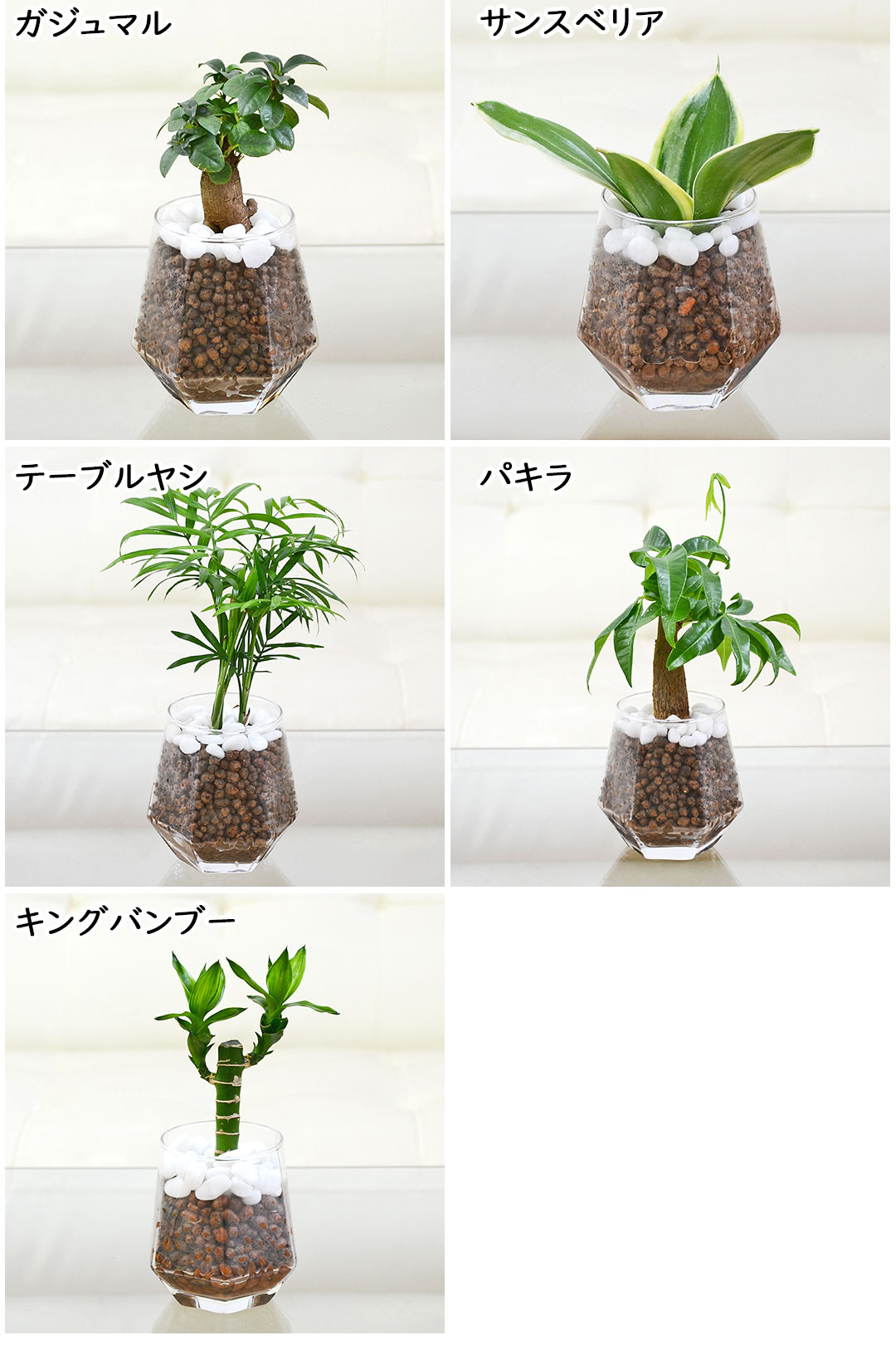 観葉植物 ハイドロカルチャー ヘキサグラス 3鉢セット 選べる観葉植物の種類