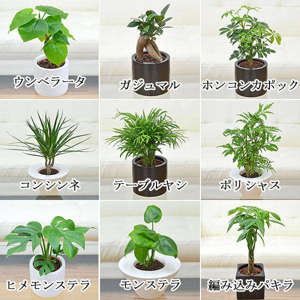 植物の種類