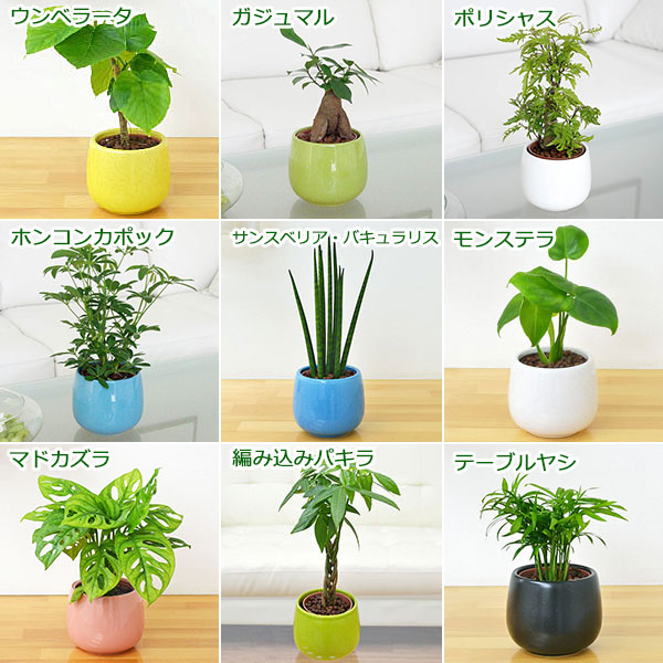 植物の種類