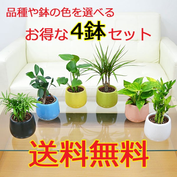 観葉植物ミニ ハイドロカルチャー陶器鉢付き 4鉢セット おしゃれ お祝い Sskan フラワーコーポレーション 通販 Yahoo ショッピング