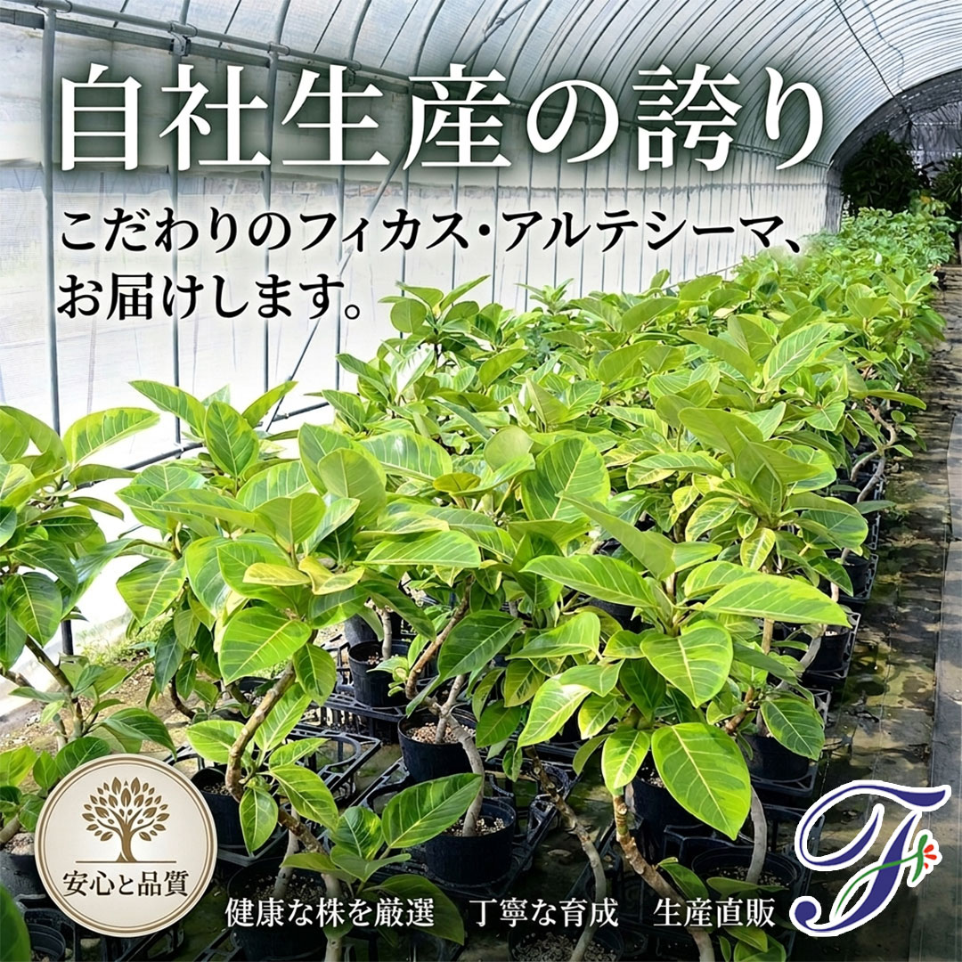 観葉植物 フィカス・アルテシーマ 曲がり 自社生産