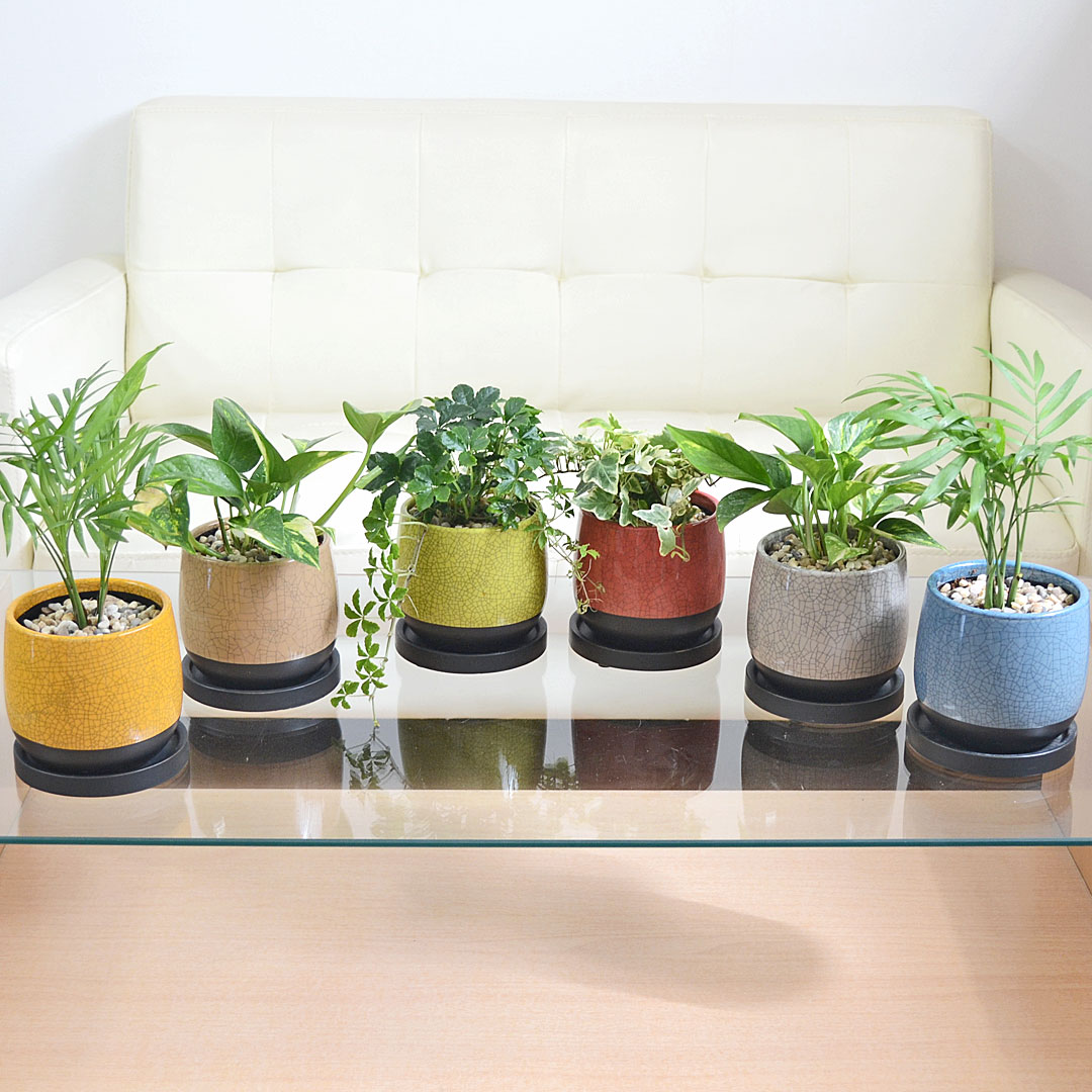 観葉植物 ミニ 陶器鉢植え 3鉢セット シュガーバイン アイビー