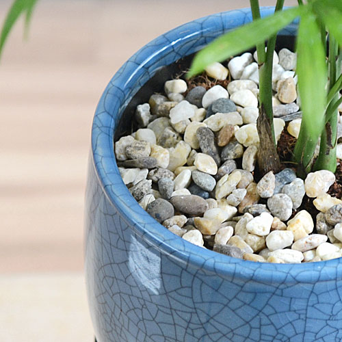 観葉植物 ミニ 陶器鉢植え 3鉢セット シュガーバイン アイビー ポトス
