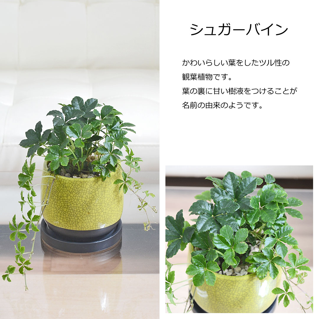 観葉植物 ミニ 陶器鉢植え 3鉢セット シュガーバイン アイビー ポトス