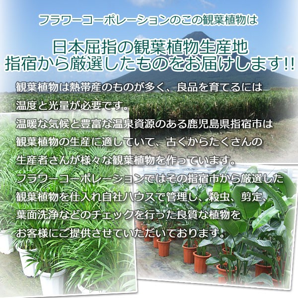 フラワーコーポレーションの観葉植物