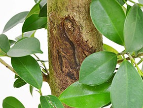 観叶植物 ガジュマル(多幸の木) 朴タイプ一本立ち おしゃれ 大型 お