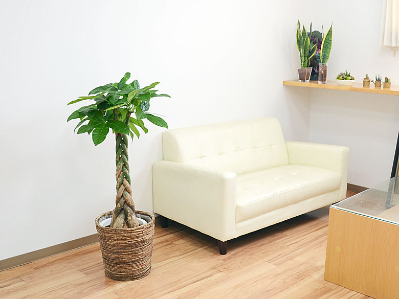 パキラ。大型。鉢付き パキラ。大型。鉢付き